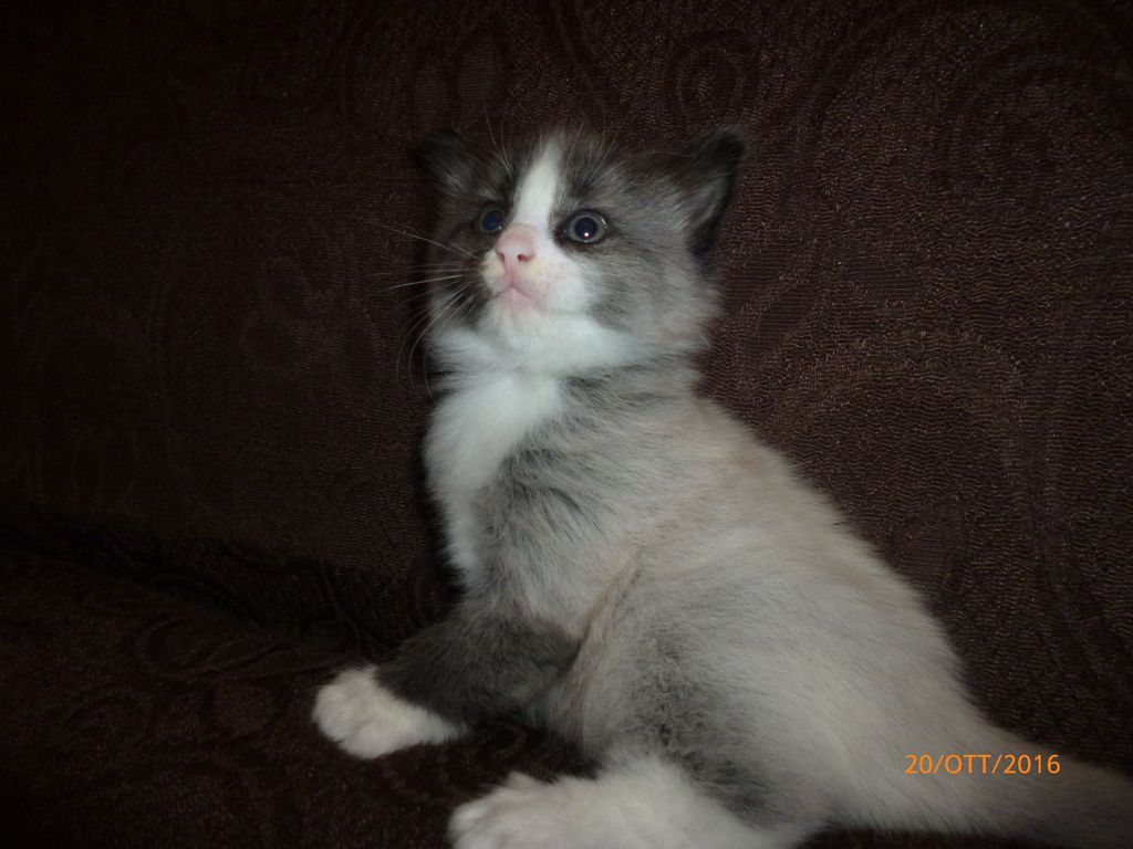 Gatti Norvegesi - cuccioli