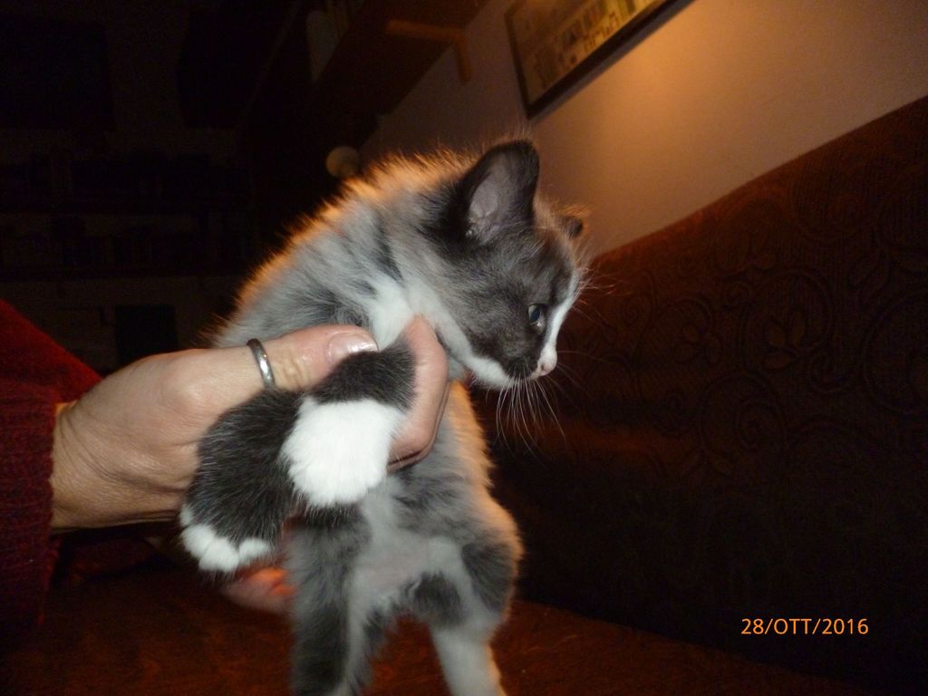 Gatti Norvegesi - cuccioli