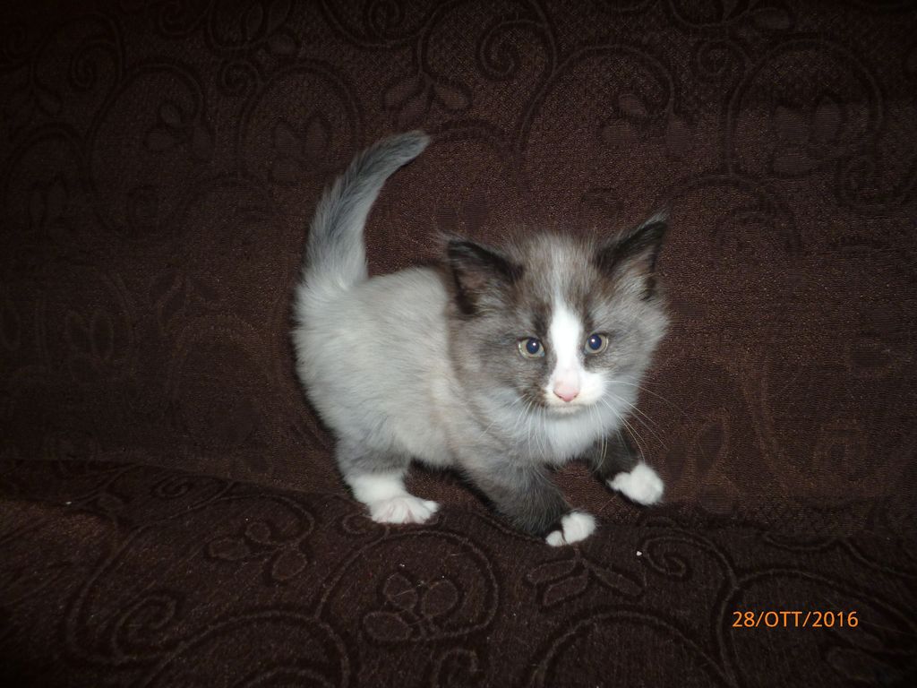 Gatti Norvegesi - cuccioli