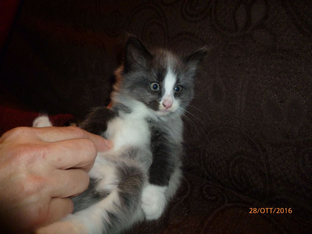 Gatti Norvegesi - cuccioli