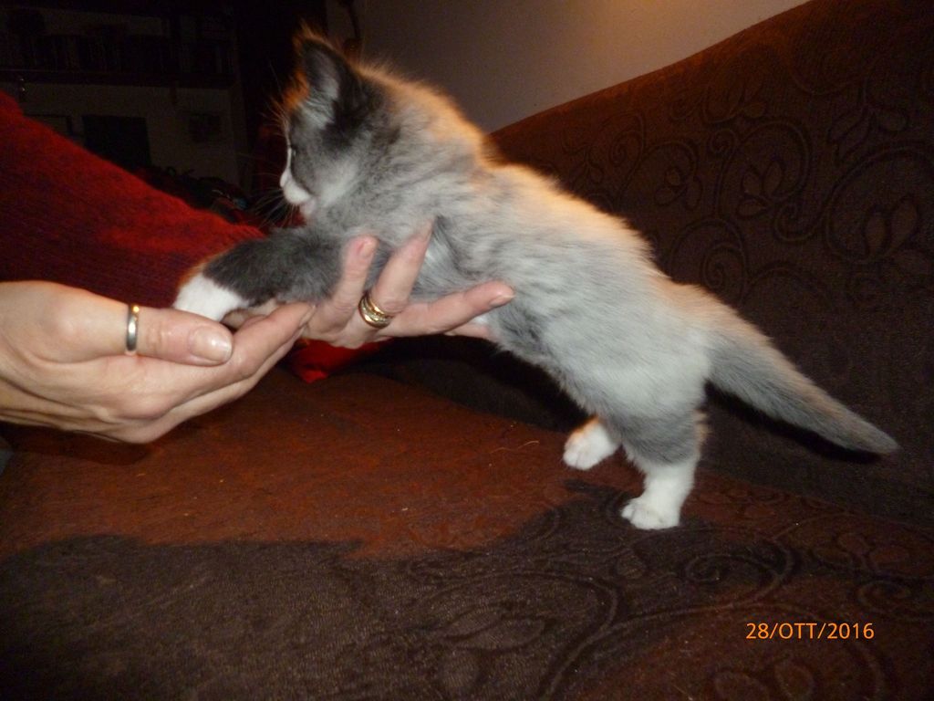 Gatti Norvegesi - cuccioli
