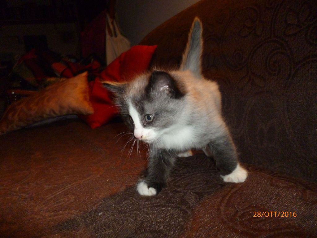 Gatti Norvegesi - cuccioli
