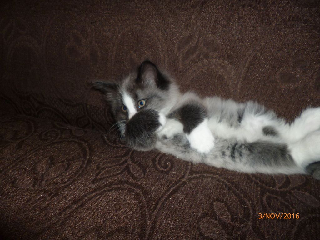 Gatti Norvegesi - cuccioli