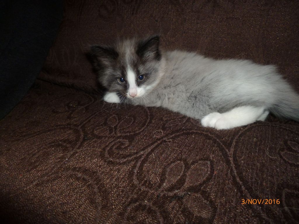 Gatti Norvegesi - cuccioli