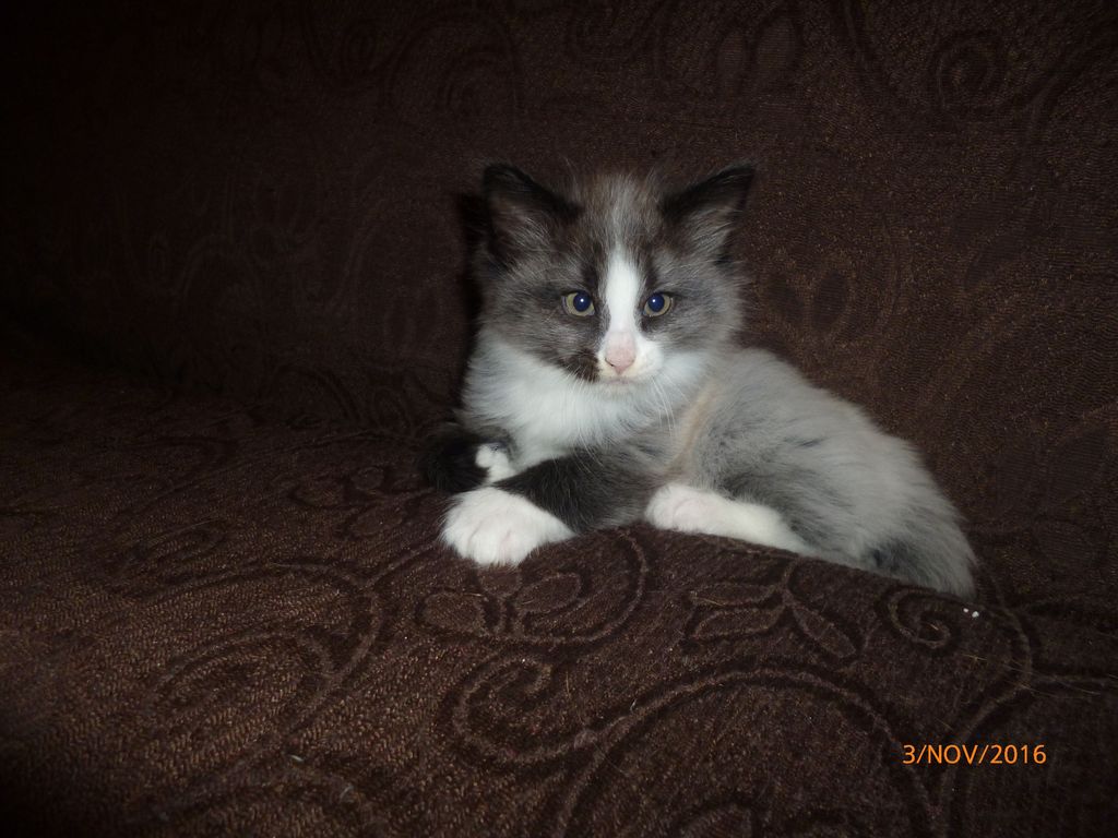 Gatti Norvegesi - cuccioli