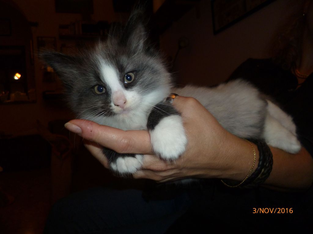 Gatti Norvegesi - cuccioli
