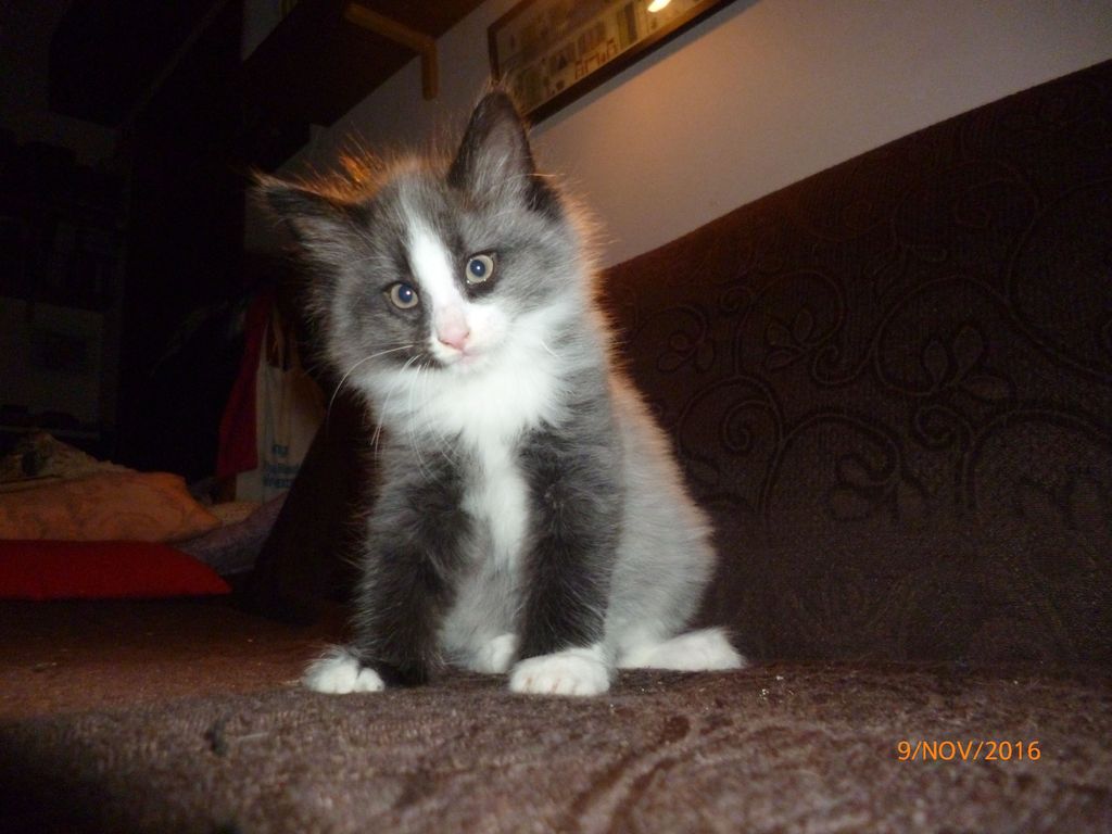 Gatti Norvegesi - cuccioli