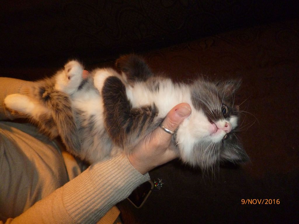 Gatti Norvegesi - cuccioli