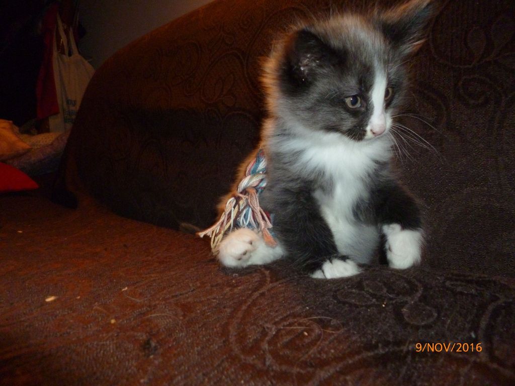 Gatti Norvegesi - cuccioli