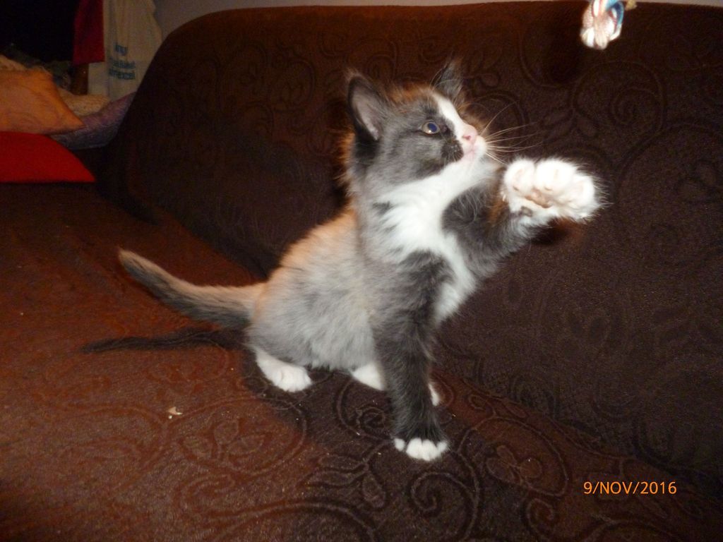 Gatti Norvegesi - cuccioli