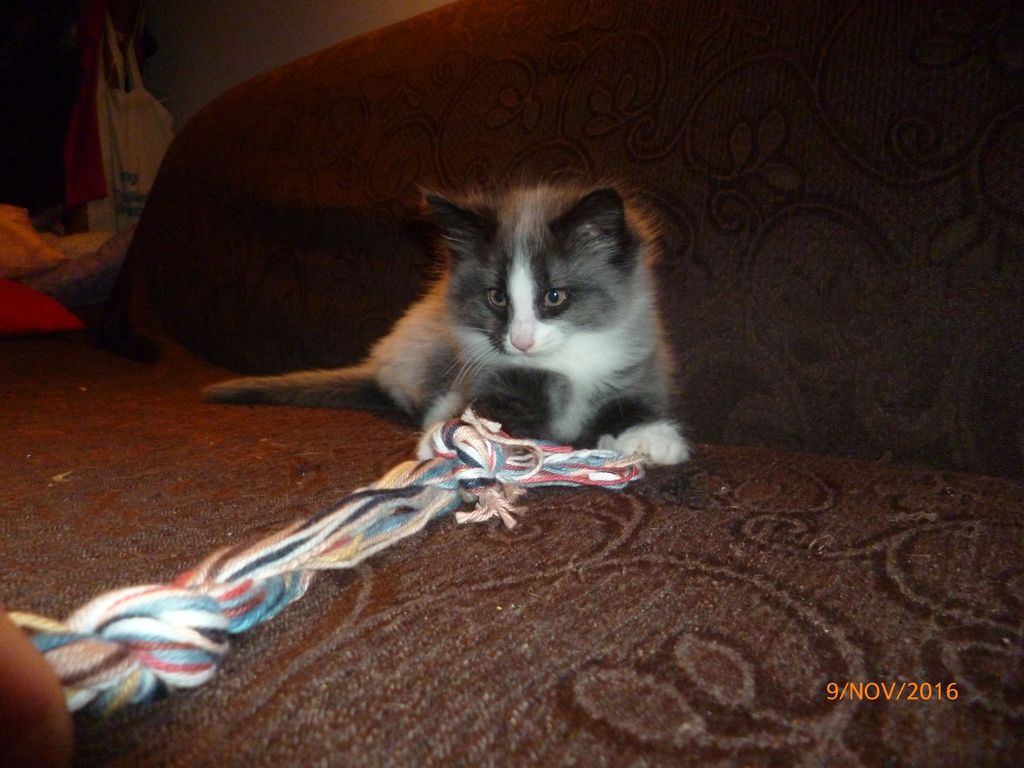 Gatti Norvegesi - cuccioli