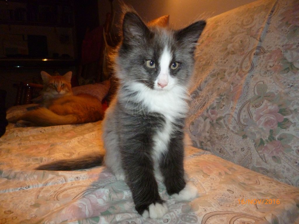 Gatti Norvegesi - cuccioli