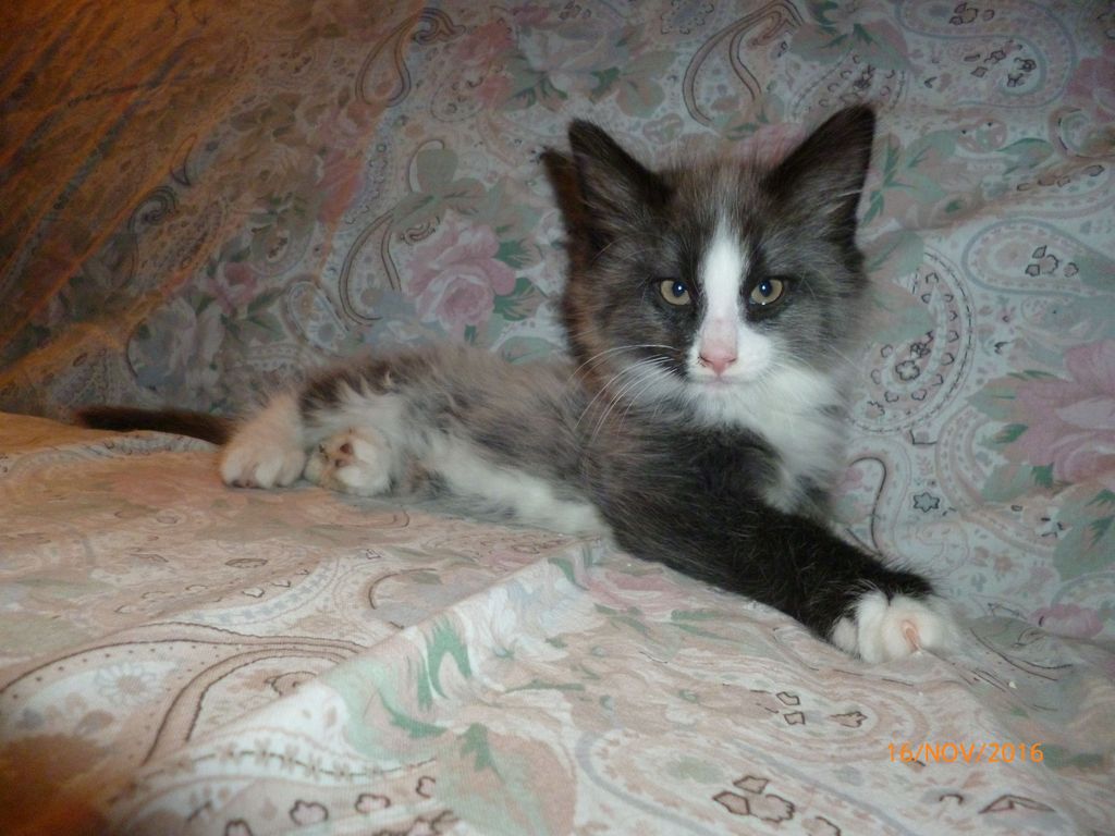 Gatti Norvegesi - cuccioli