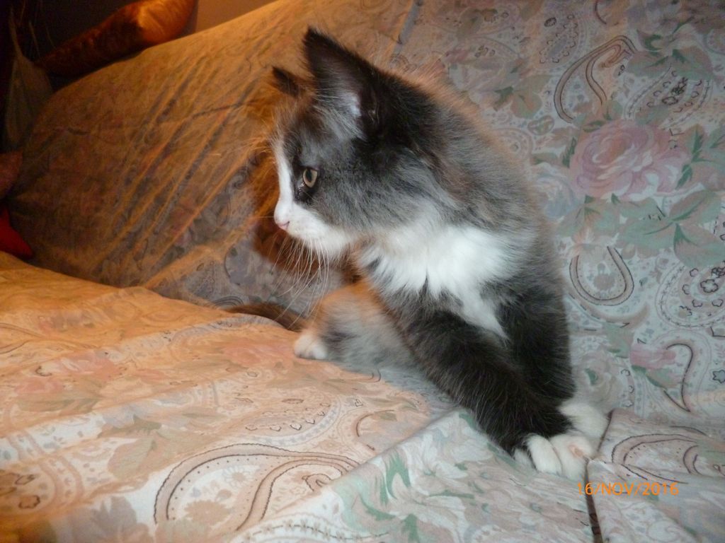 Gatti Norvegesi - cuccioli