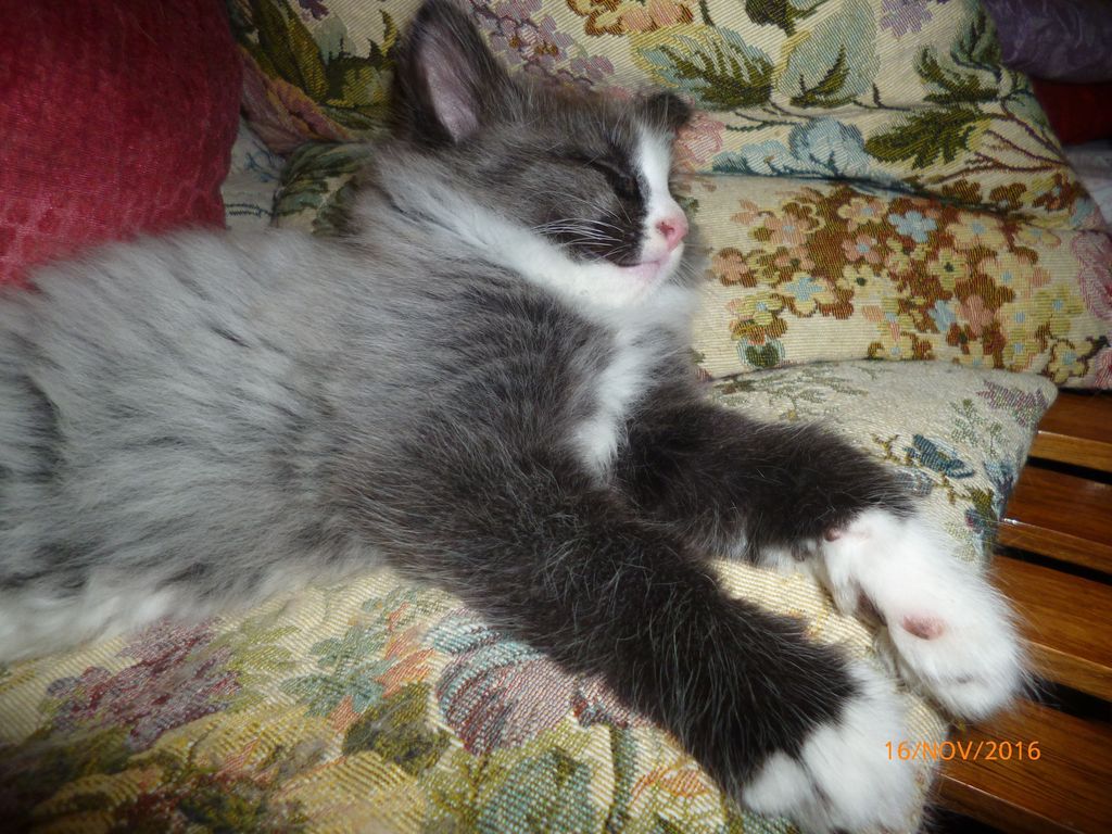Gatti Norvegesi - cuccioli