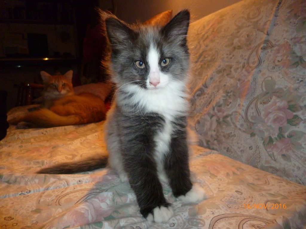 Gatti Norvegesi - cuccioli