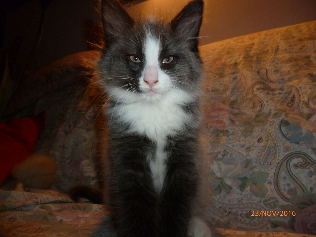 Gatti Norvegesi - cuccioli
