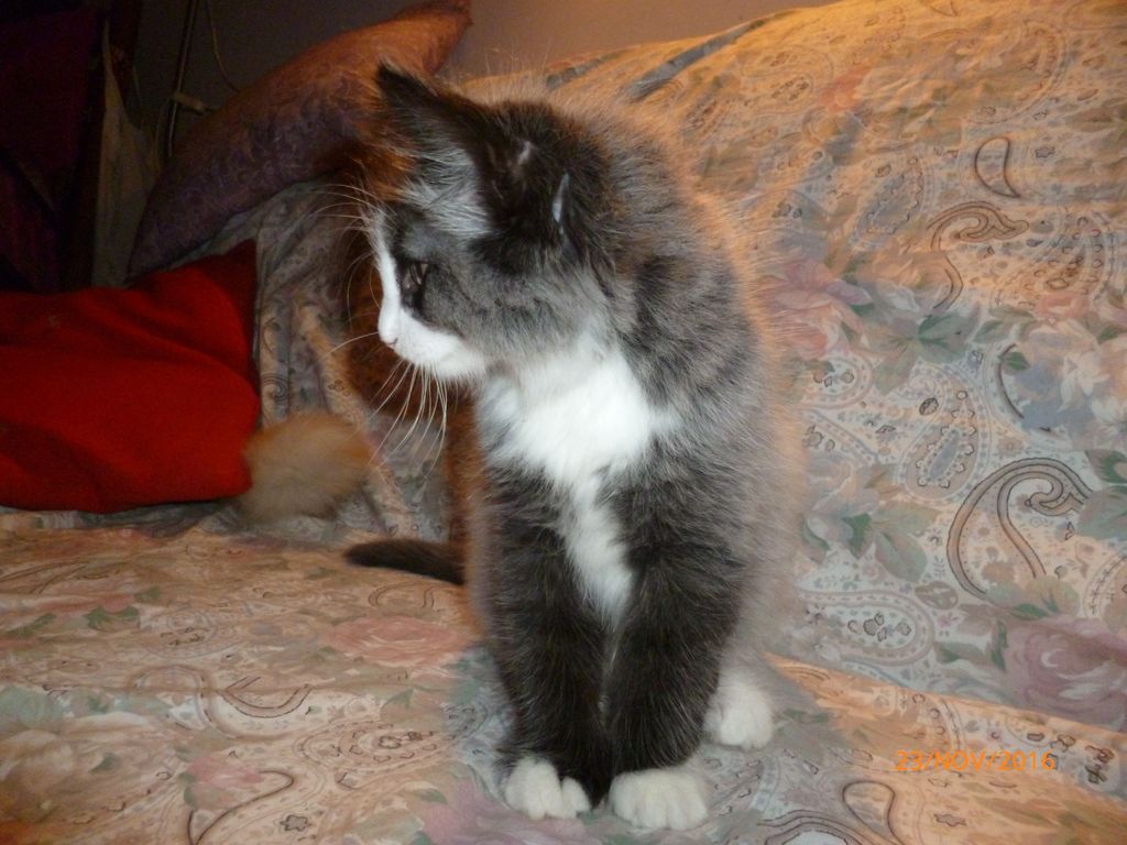 Gatti Norvegesi - cuccioli