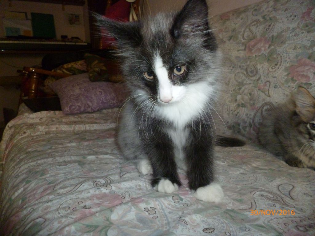 Gatti Norvegesi - cuccioli
