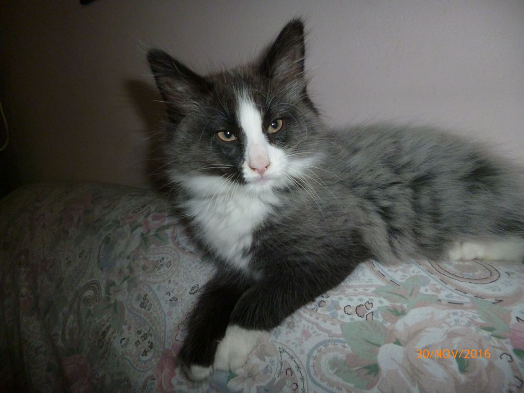 Gatti Norvegesi - cuccioli