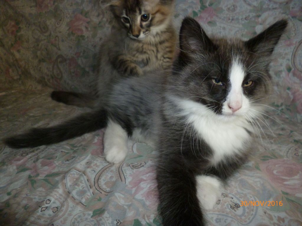 Gatti Norvegesi - cuccioli