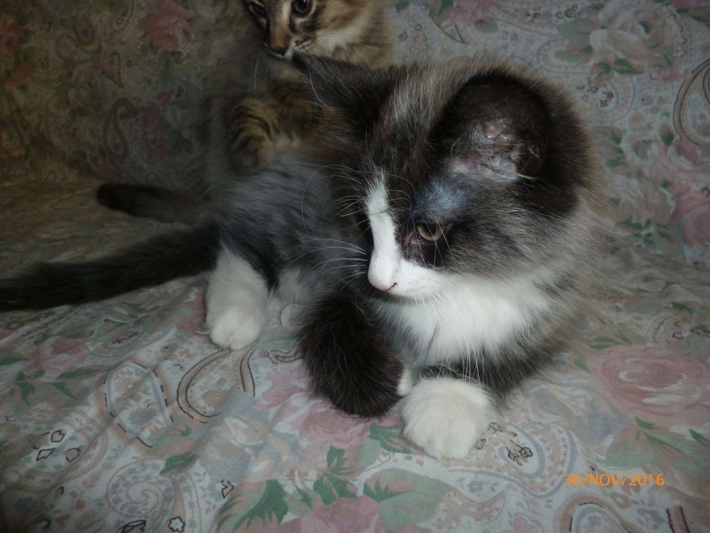 Gatti Norvegesi - cuccioli