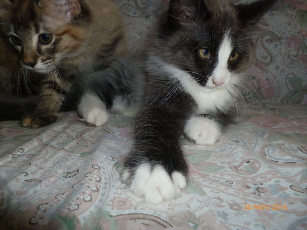 Gatti Norvegesi - cuccioli