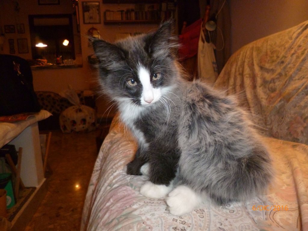 Gatti Norvegesi - cuccioli