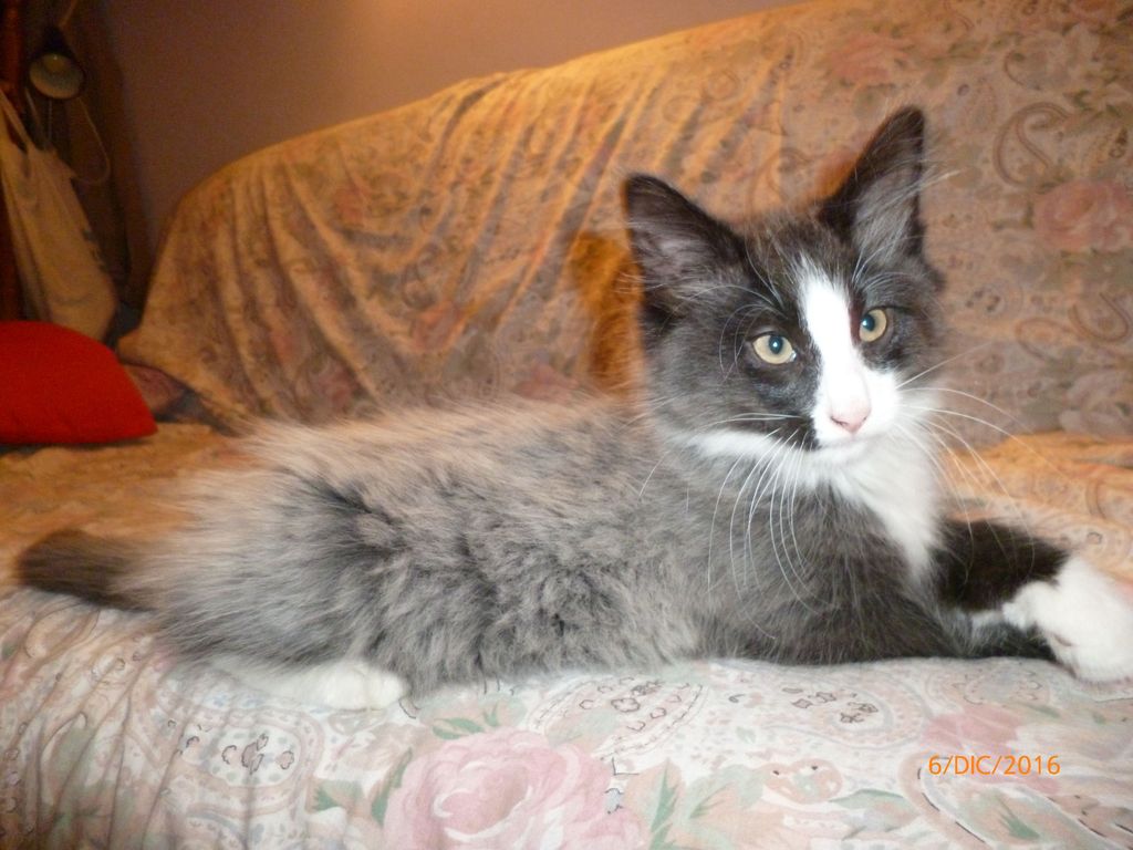 Gatti Norvegesi - cuccioli
