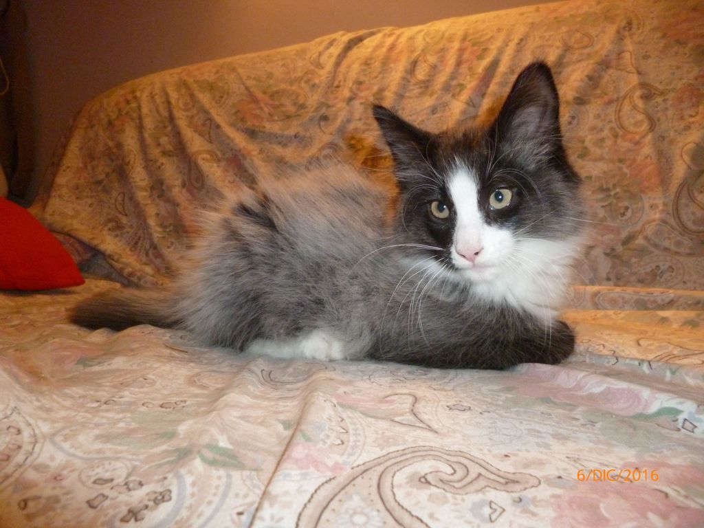 Gatti Norvegesi - cuccioli