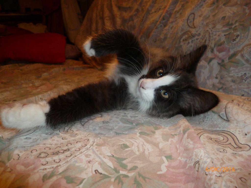 Gatti Norvegesi - cuccioli