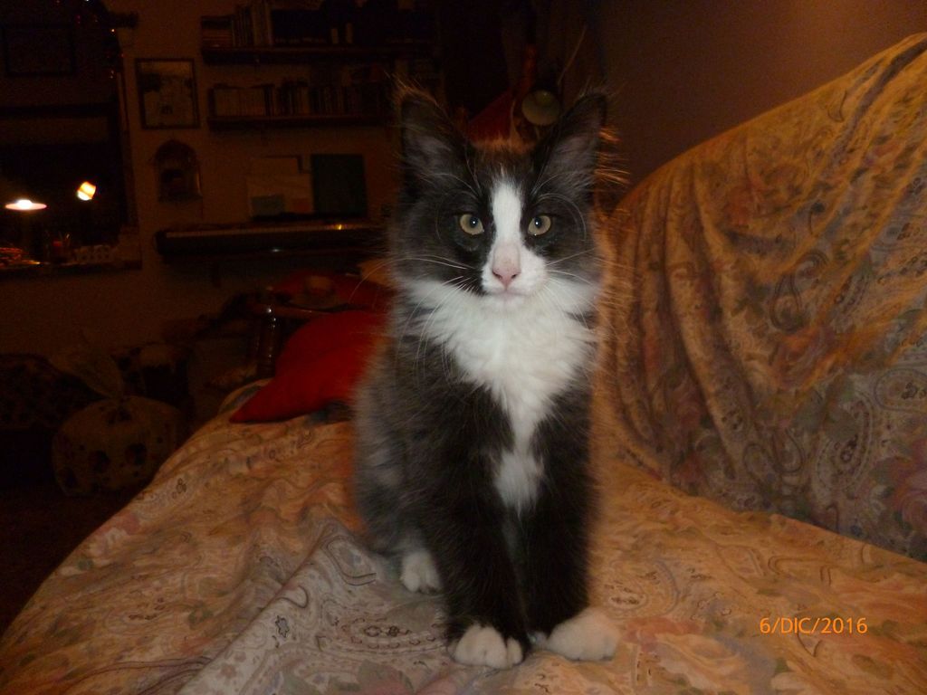Gatti Norvegesi - cuccioli