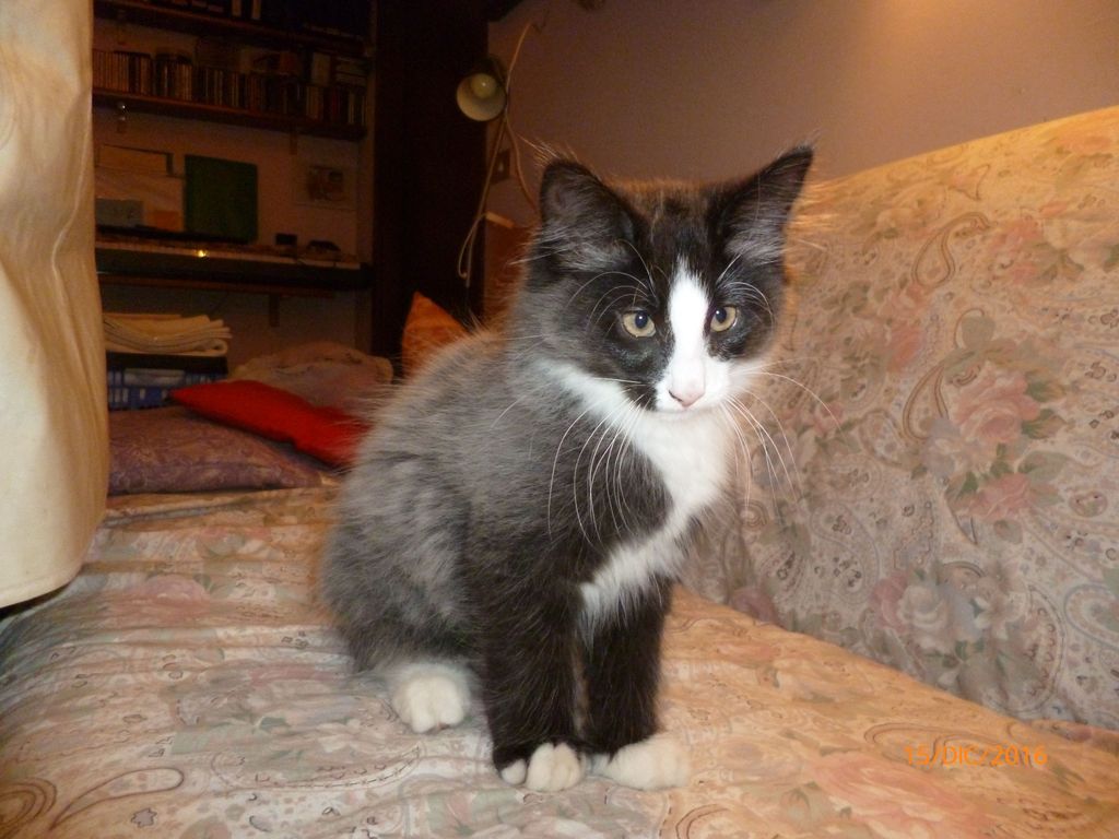 Gatti Norvegesi - cuccioli