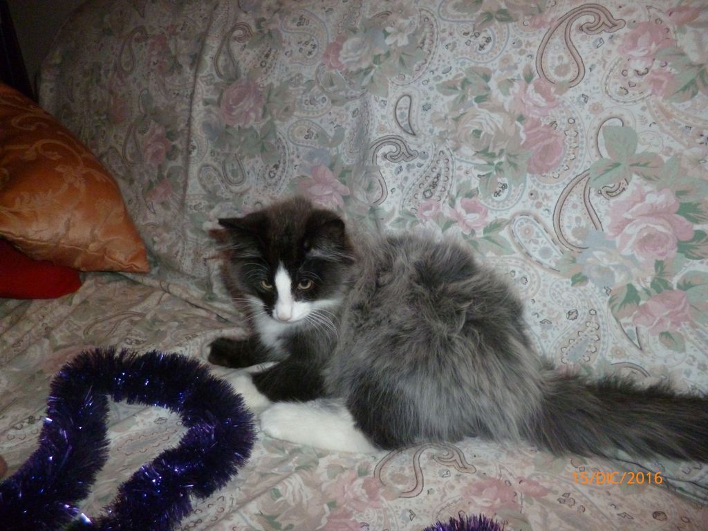 Gatti Norvegesi - cuccioli