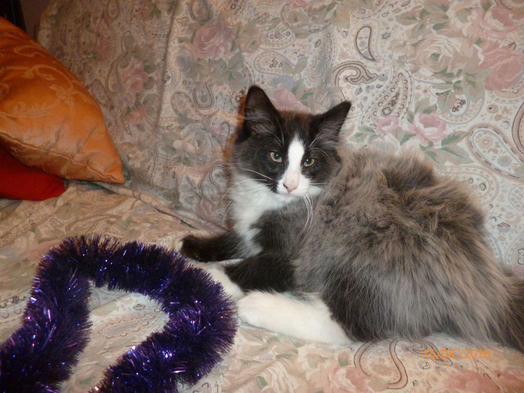 Gatti Norvegesi - cuccioli