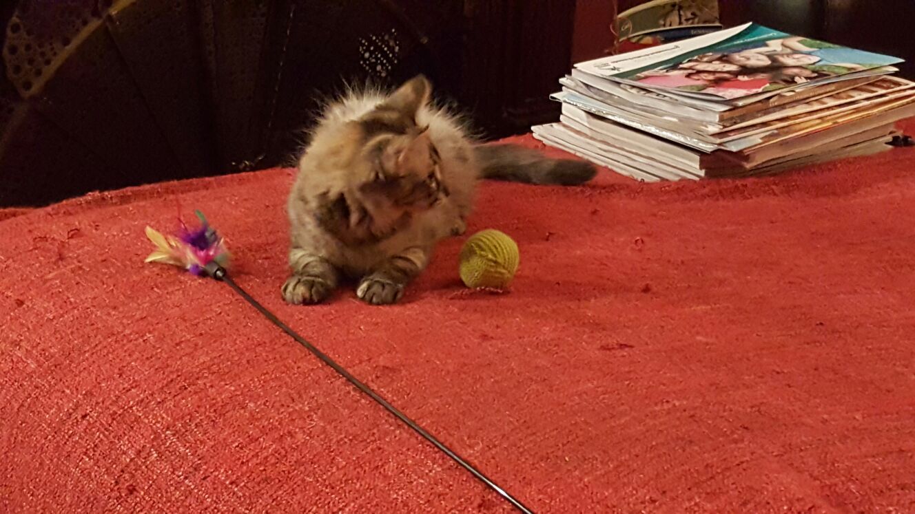 Gatti Norvegesi - cuccioli
