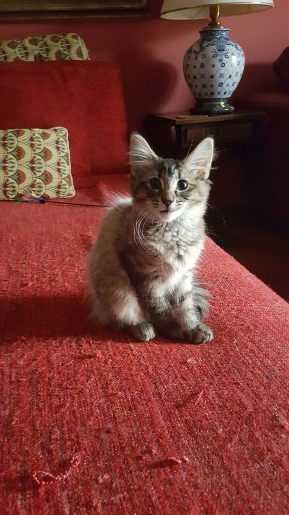 Gatti Norvegesi - cuccioli