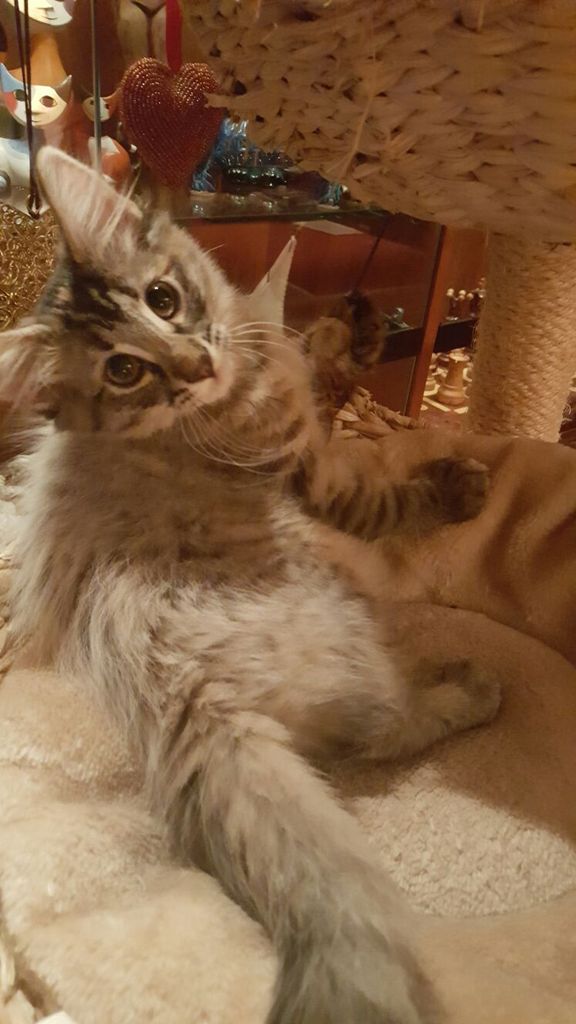Gatti Norvegesi - cuccioli