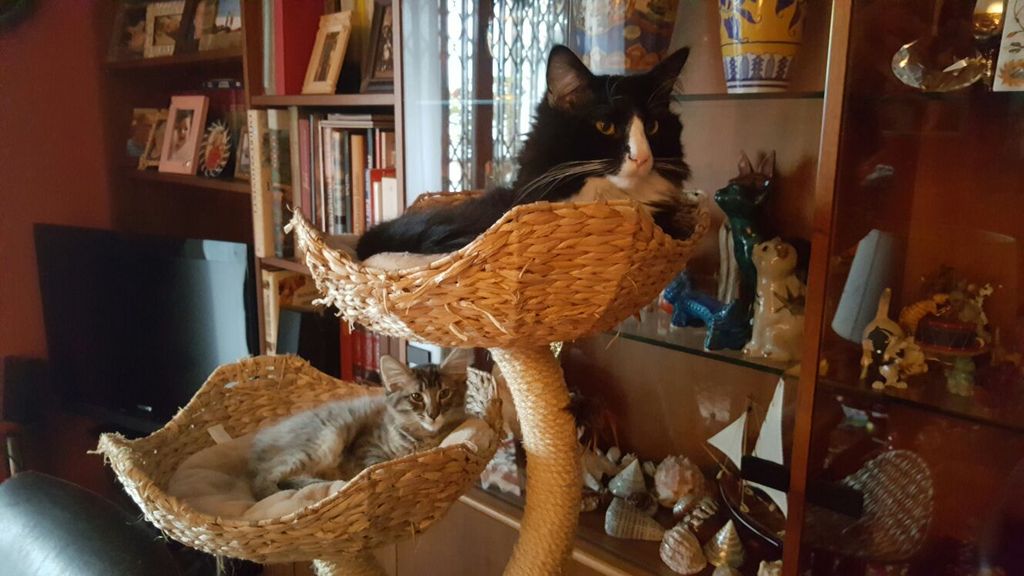 Gatti Norvegesi - cuccioli