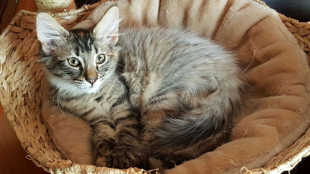 Gatti Norvegesi - cuccioli