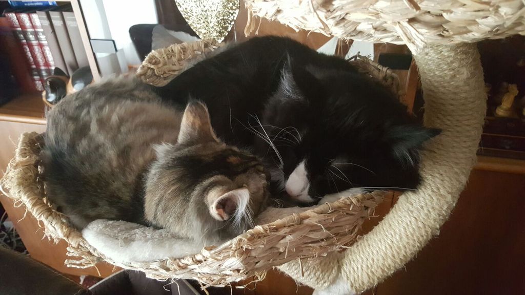 Gatti Norvegesi - cuccioli