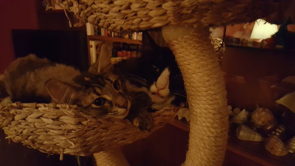 Gatti Norvegesi - cuccioli
