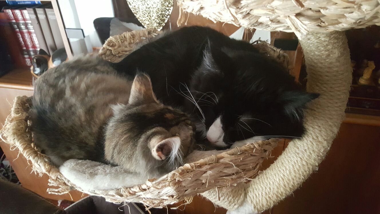 Gatti Norvegesi - cuccioli