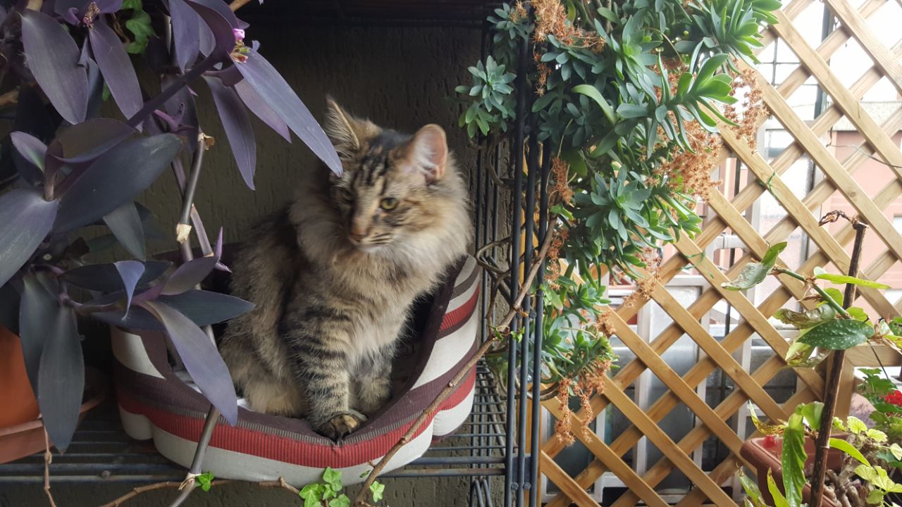 Gatti Norvegesi - cuccioli