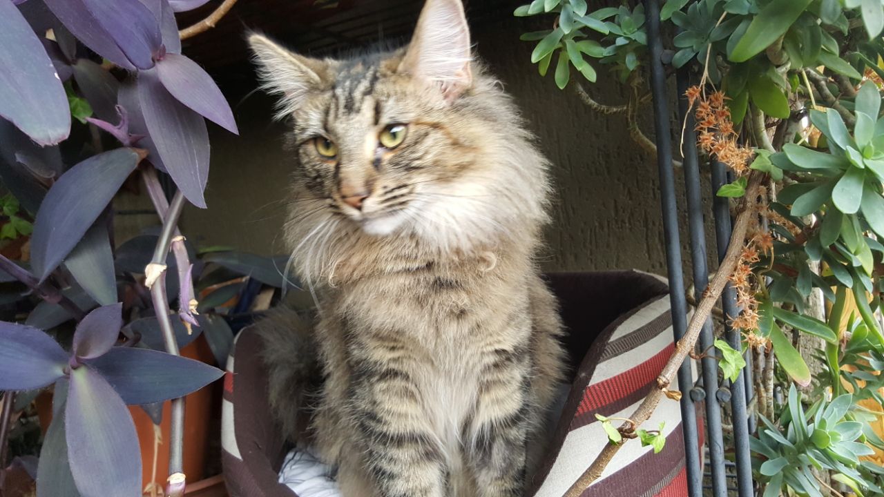 Gatti Norvegesi - cuccioli
