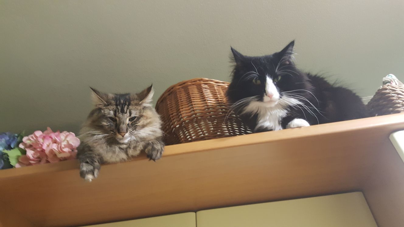 Gatti Norvegesi - cuccioli