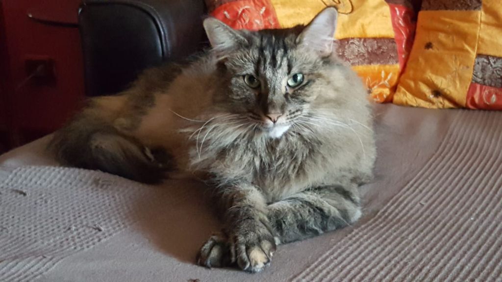 Gatti Norvegesi - cuccioli