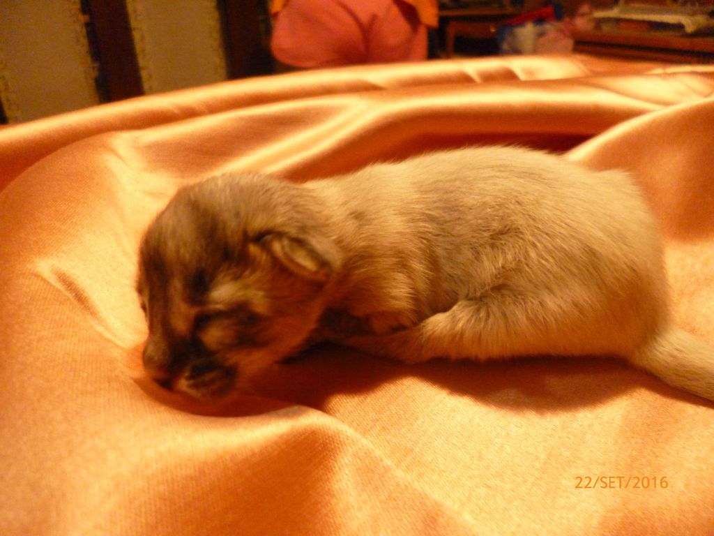 Gatti Norvegesi - cuccioli