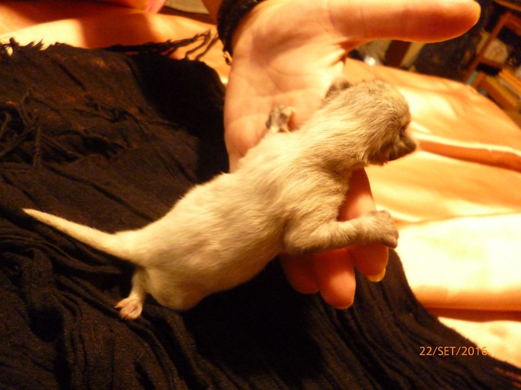 Gatti Norvegesi - cuccioli