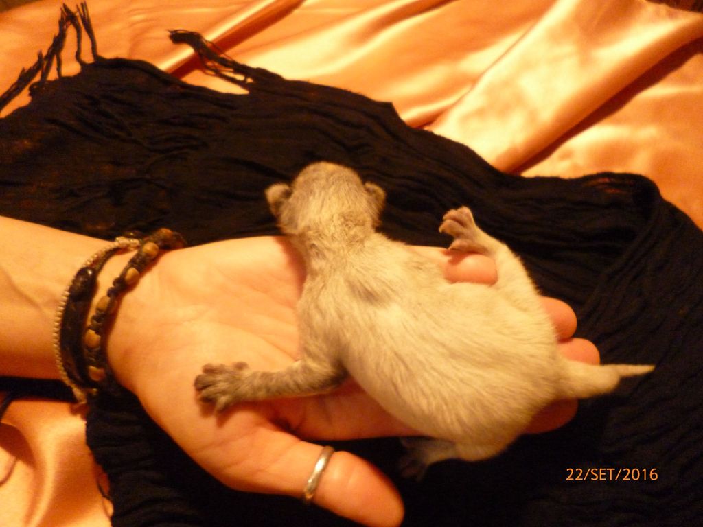 Gatti Norvegesi - cuccioli